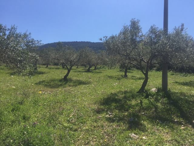 TERRENO PIZZUTO – SANTO STEFANO QUISQUINA (AG)
