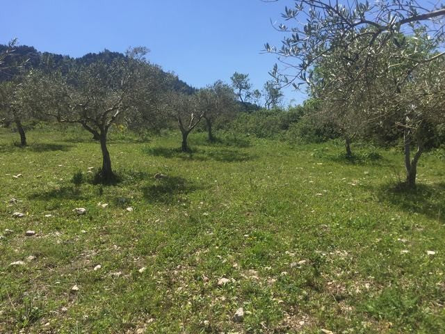 TERRENO PIZZUTO – SANTO STEFANO QUISQUINA (AG)