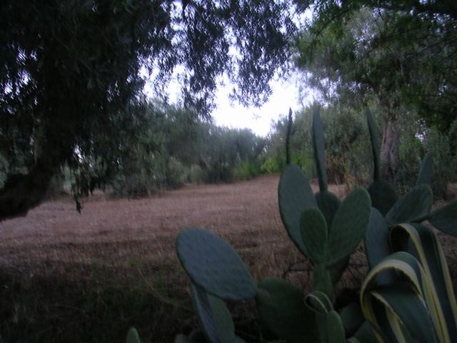 TERRENO RAMETTA CDA BUTERA