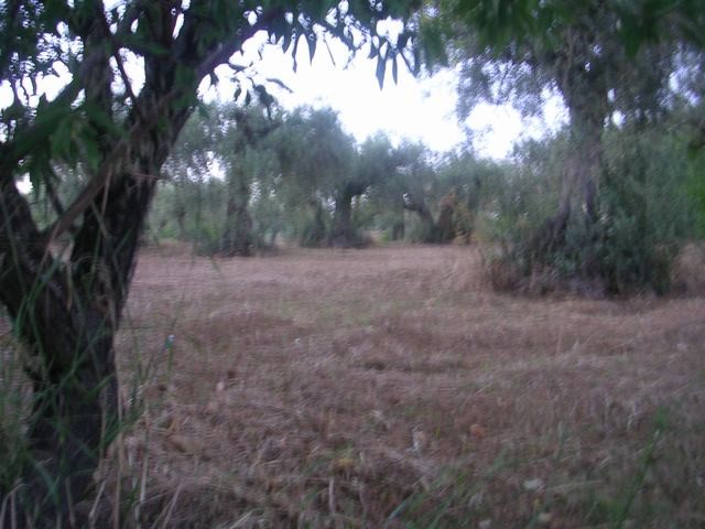 TERRENO RAMETTA CDA BUTERA