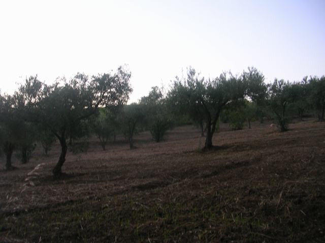 TERRENO RAMETTA CDA BUTERA