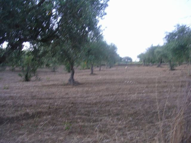 TERRENO RAMETTA CDA BUTERA