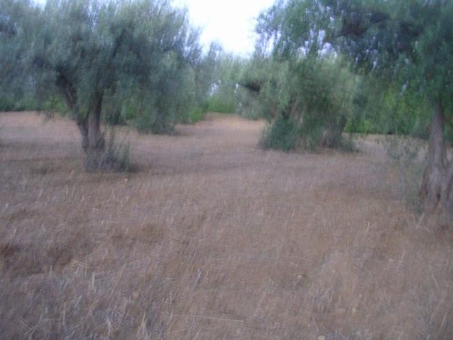 TERRENO RAMETTA CDA BUTERA