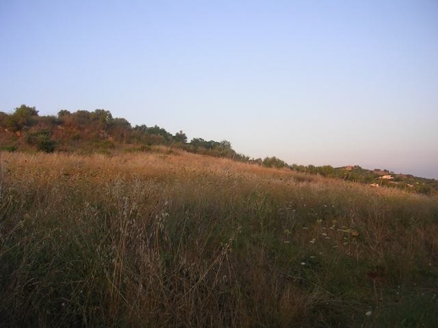 TERRENO MARTORANA FERRARO CDA VITELLACCI