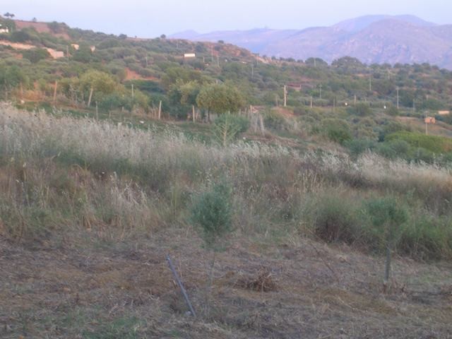 TERRENO MARTORANA FERRARO CDA VITELLACCI