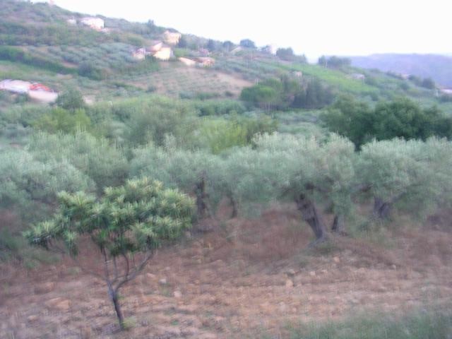 TERRENO MARTORANA FERRARO CDA VITELLACCI