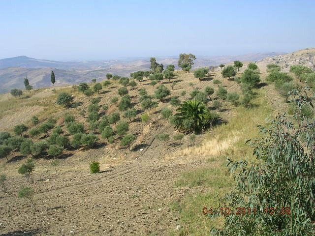 HOUSE AND LAND CICCARELLO – CDA SAVARINI
