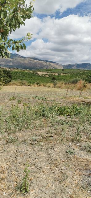 LAND TRIOLO – ALESSANDRIA DELLA ROCCA (AG)
