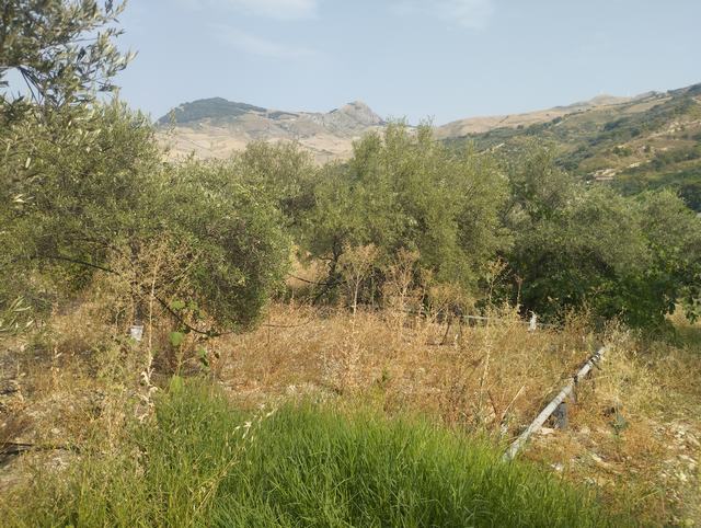 LAND AND WAREHOUSE BELLONE (BIVONA)