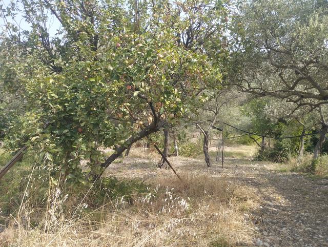 LAND AND WAREHOUSE BELLONE (BIVONA)