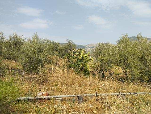 LAND AND WAREHOUSE BELLONE (BIVONA)