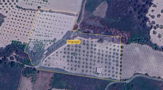 TERRENO FRISCO – CDA TINNIRO, ALESSANDRIA