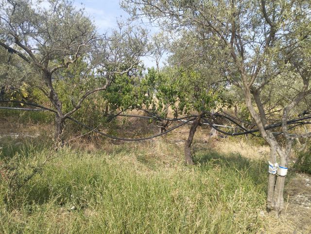 LAND AND WAREHOUSE BELLONE (BIVONA)