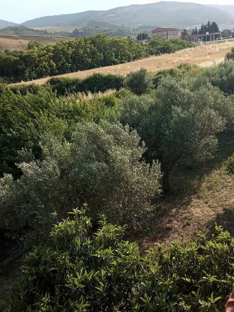 VILLA PATRIZIA – SAN PIETRO (CASTRONOVO DI SICILIA)