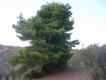 TERRENO E CASA  GRIMALDI CDA BISSANA