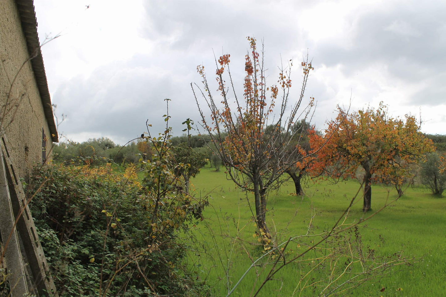 MAGAZZINO E TERRENO GIANNONE – CDA  ALBANO