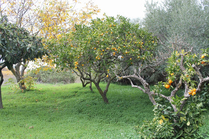 MAGAZZINO E TERRENO GIANNONE – CDA  ALBANO