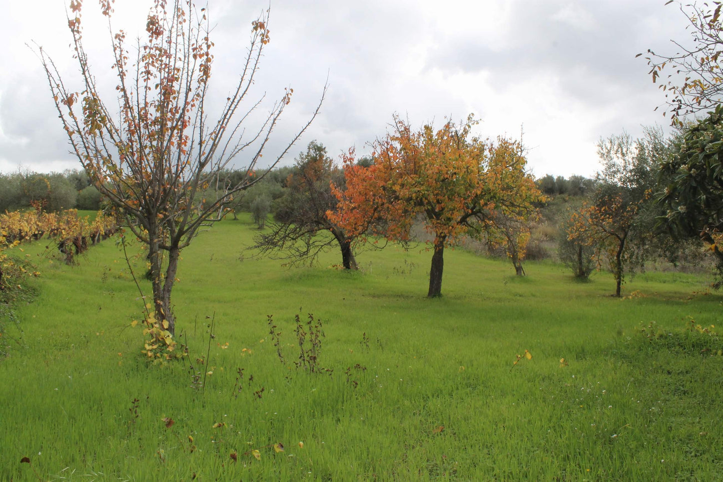 MAGAZZINO E TERRENO GIANNONE – CDA  ALBANO