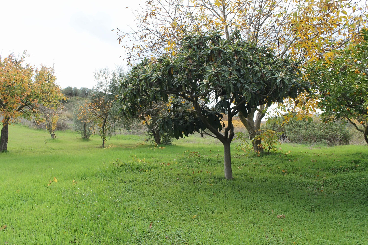 MAGAZZINO E TERRENO GIANNONE – CDA  ALBANO