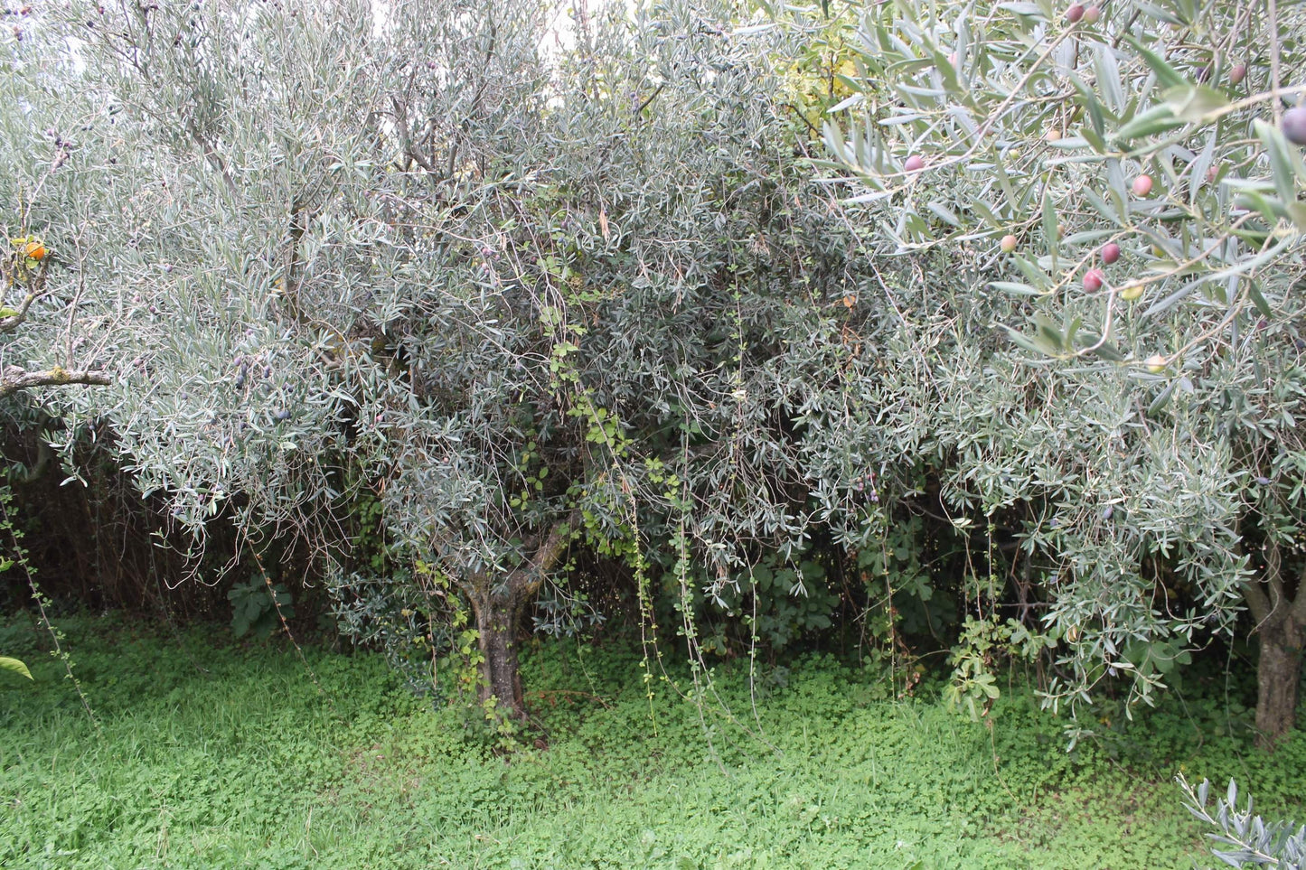 MAGAZZINO E TERRENO GIANNONE – CDA  ALBANO