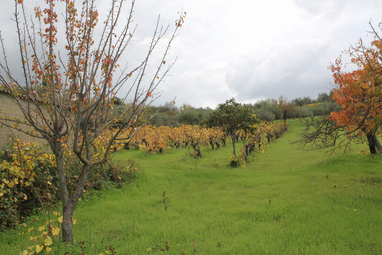 MAGAZZINO E TERRENO GIANNONE – CDA  ALBANO