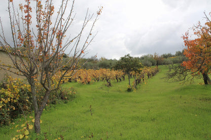 MAGAZZINO E TERRENO GIANNONE – CDA  ALBANO