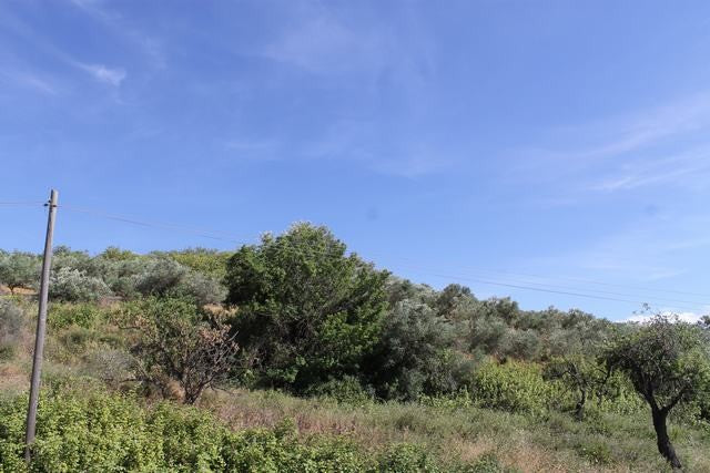 TERRENO TAMBUZZO CDA CASTELLACCIO