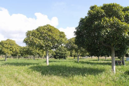 TERENNO PANORAMICO TERESA – TORRE SALSA (AG)