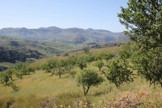 MAGAZZINO E TERRENO BONDI' – CDA MENDORLA