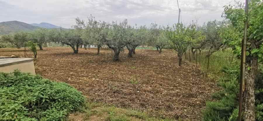 CAPANNONE E TERRENO GAMBINO CONTRADA CICCIONE
