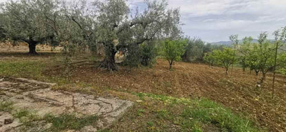 CAPANNONE E TERRENO GAMBINO CONTRADA CICCIONE