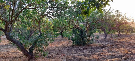TERRENO CONIGLIO AL PLATANI PISTACCHIETTO – CDA MAVARO