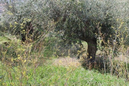 FABBRICATO RURALE E TERRENO CDA MARULLO