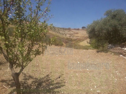 TERRENO VACCARO – CONTRADA QUARTO ROCCHI