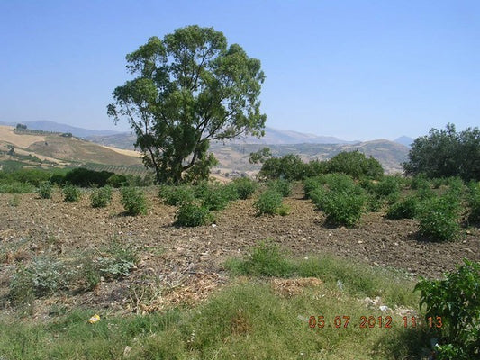 LOTTO TERRENO CONTRADA SERRA