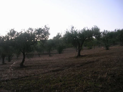 TERRENO RAMETTA CDA BUTERA