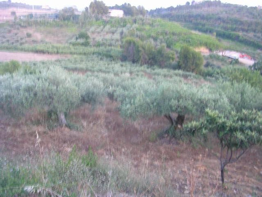 TERRENO MARTORANA FERRARO CDA VITELLACCI