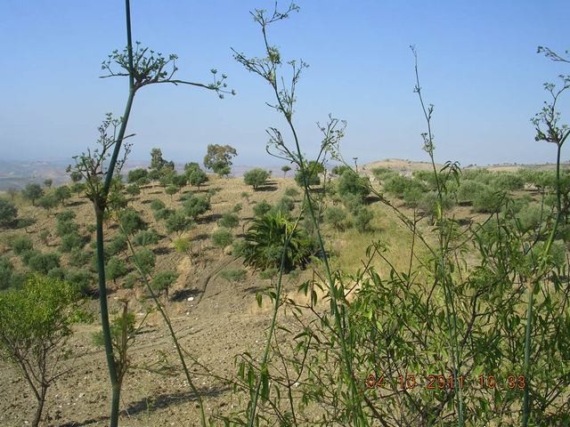 HOUSE AND LAND BASILE – CDA SAVARINI