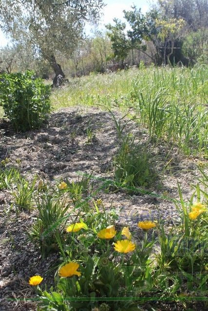 HOUSE WITH LAND MIRELLA - ALESSANDRIA
