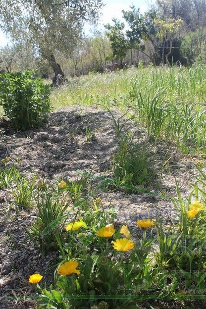 HOUSE WITH LAND MIRELLA - ALESSANDRIA