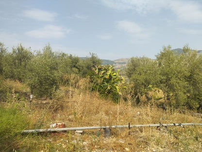 LAND AND WAREHOUSE BELLONE (BIVONA)