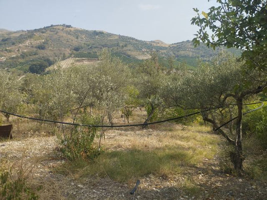 LAND AND WAREHOUSE BELLONE (BIVONA)
