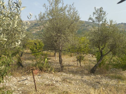 LAND AND WAREHOUSE BELLONE (BIVONA)