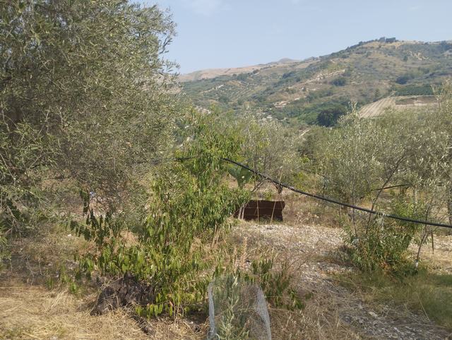 LAND AND WAREHOUSE BELLONE (BIVONA)